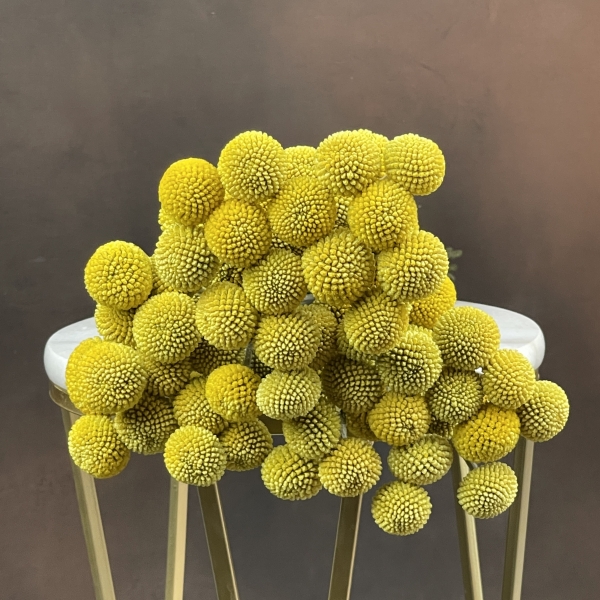 Краспедия Paint Ball 70 см Краспедия Paint Ball 70 см