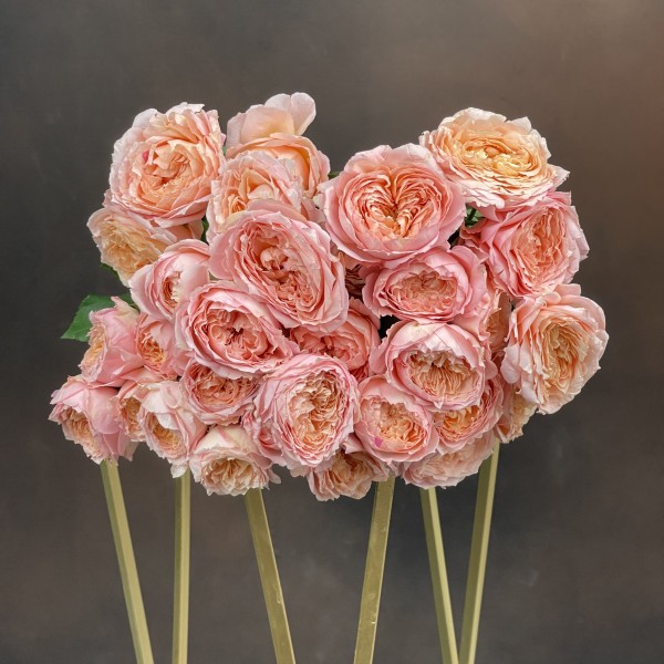 Роза Tr Jullietta кустовая пионовидная 60 см