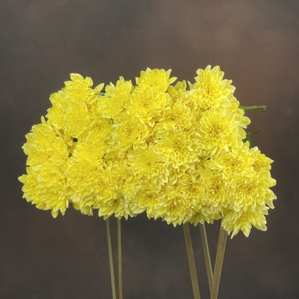 Хризантема T Baltica Yellow кустовая 70 см Хризантема T Baltica Yellow кустовая 70 см