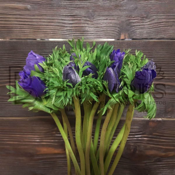 Анемон Co Galil Blauw 50 см