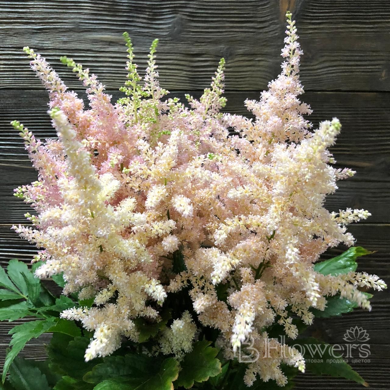 Willow astilbe porn
