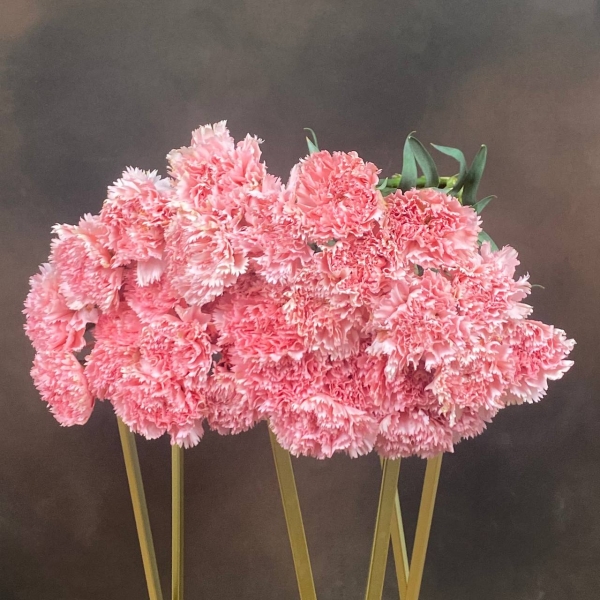 Гвоздика St Montezuma 65 см Гвоздика St Montezuma 65 см