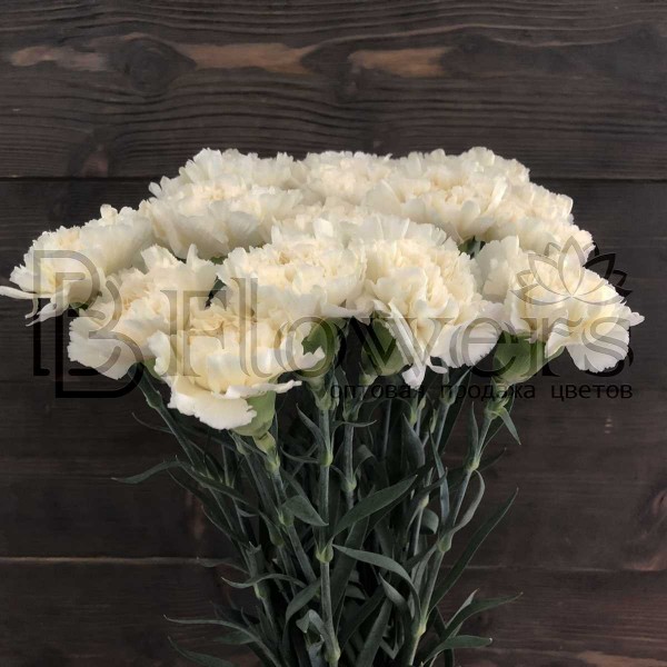 Гвоздика St White Liberty одноголовая 60 см
