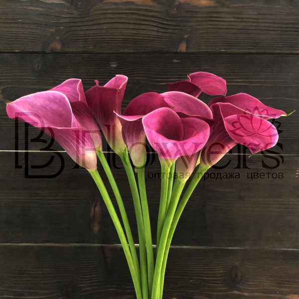 Калла Fantasia 60 см Калла Fantasia 60 см