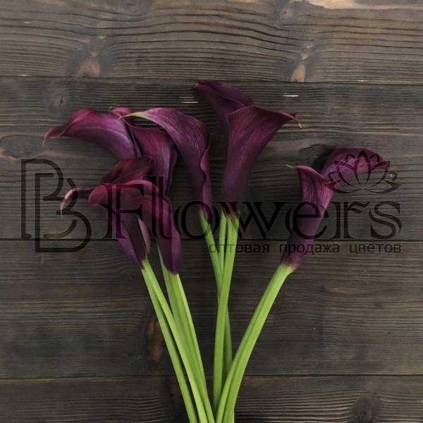 Калла Rudolph 55 см Калла Rudolph 55 см