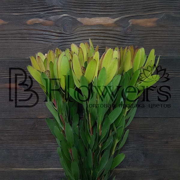 Леукадендрон Safary Goldstrike 80 см