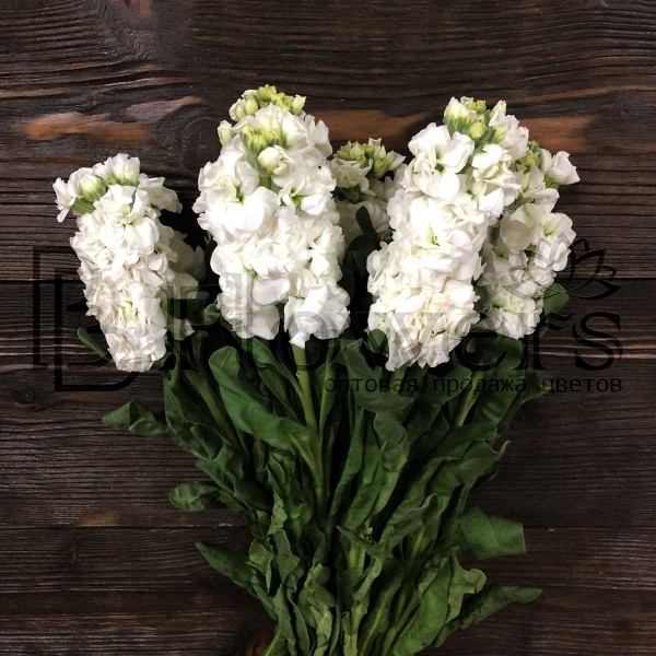 Маттиола Iron White 55 см Маттиола Iron White 55 см