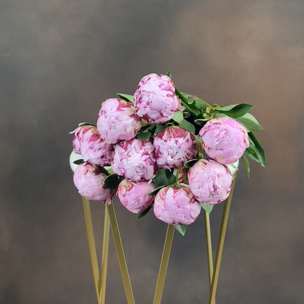 Пион L Sara Bernhard 60 см 