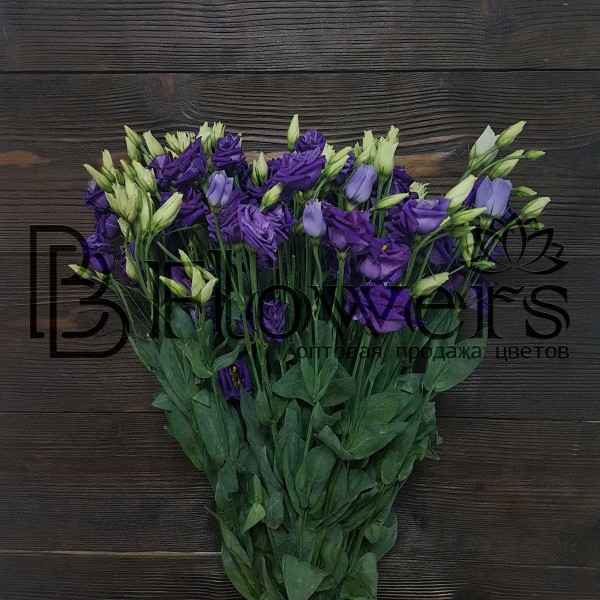 Эустома G Rosi Blue 75 см Эустома G Rosi Blue 75 см