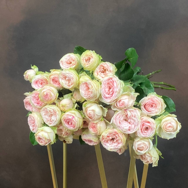 Роза Tr Sweet Giselle кустовая пионовидная 60 см