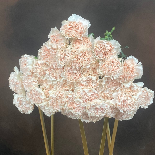 Гвоздика St Brut одноголовая 50 см Гвоздика St Brut одноголовая 50 см