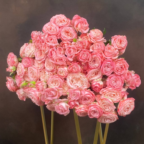 Роза Tr Sweet Bubbles кустовая пионовидная 50 см Роза Tr Sweet Bubbles кустовая пионовидная 50 см