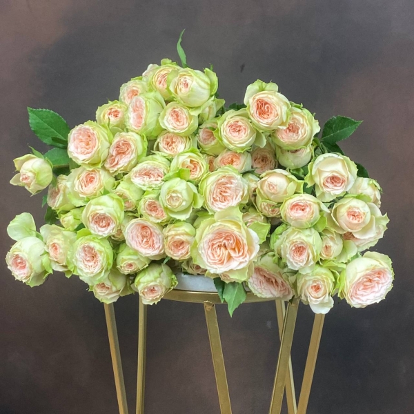 Роза Tr Pavlova кустовая пионовидная 70 см 