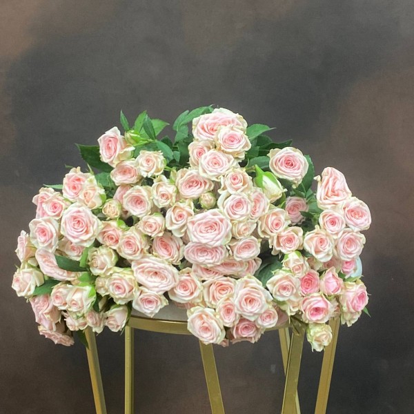 Роза Tr Sweet Porcelina кустовая 60 см