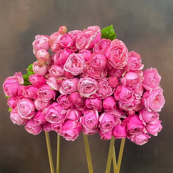 Роза Tr Silva Pink кустовая пионовидная 50 см Роза Tr Silva Pink кустовая пионовидная 50 см