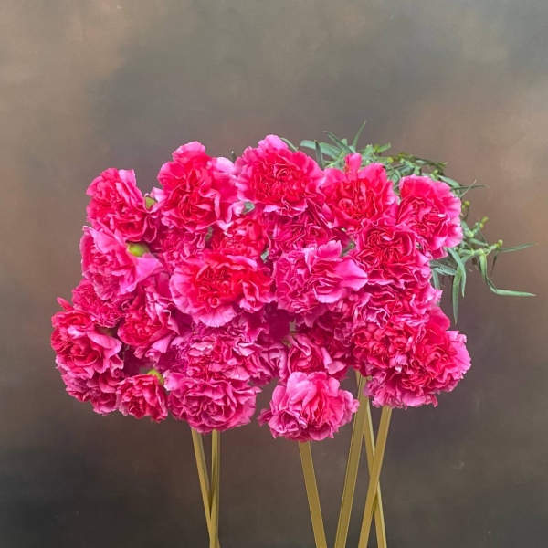 Гвоздика St Bizet одноголовая 65 см Гвоздика St Bizet одноголовая 65 см