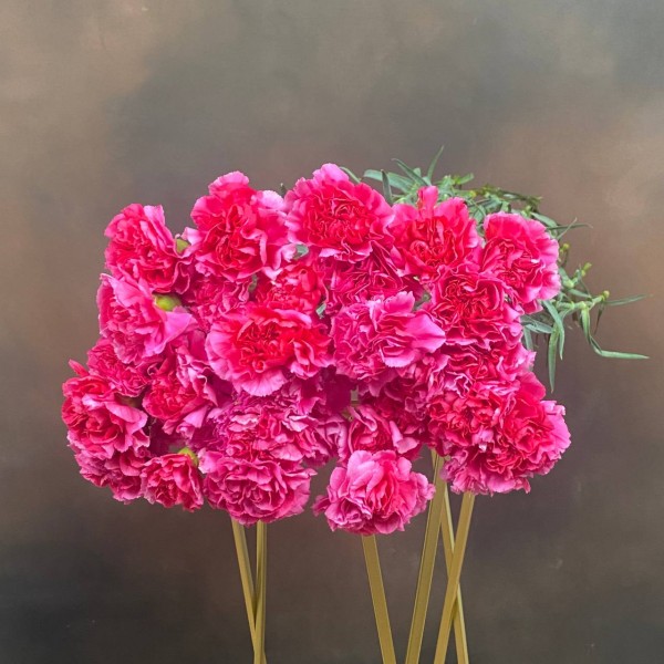 Гвоздика St Bizet одноголовая 65 см Гвоздика St Bizet одноголовая 65 см