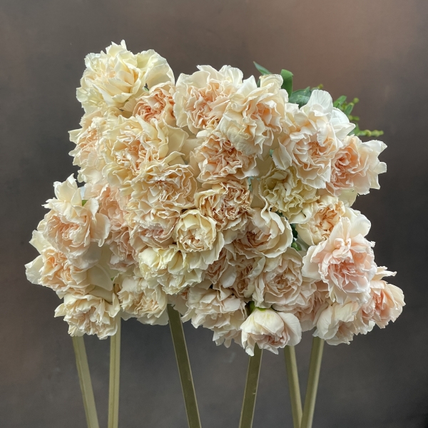 Гвоздика St Peach Tea+ одноголовая 70 см Гвоздика St Peach Tea+ одноголовая 70 см