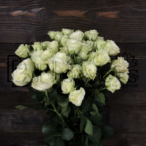 Роза Tr Green Glow кустовая 60 см 