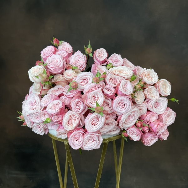 Роза Tr Birds Nest+ кустовая 70 см Роза Tr Birds Nest+ кустовая 70 см