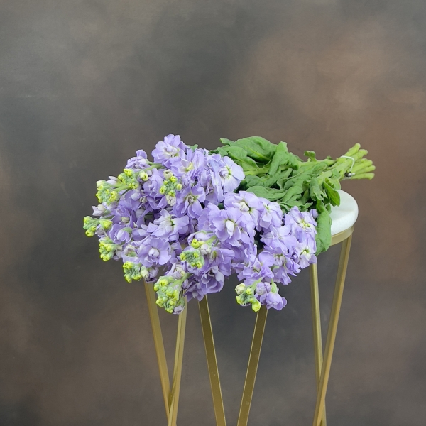 Маттиола Iron Marine 55 см Маттиола Iron Marine 55 см