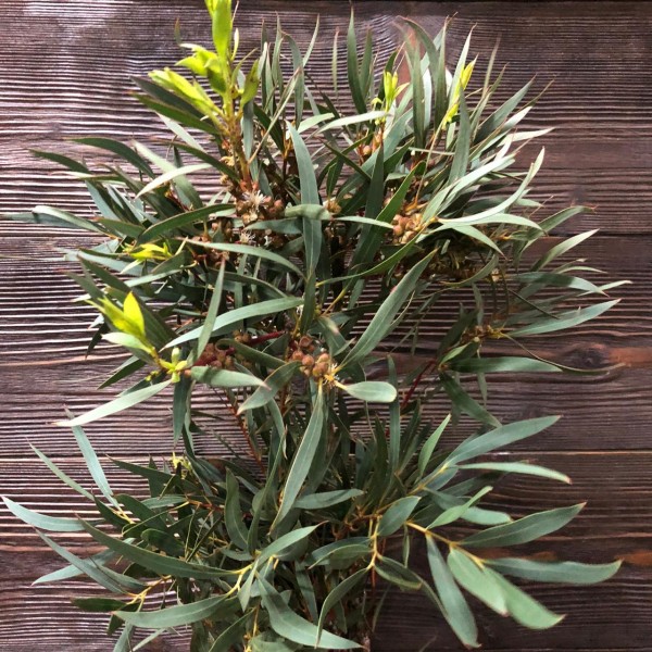 Эвкалипт Nicholii 70 см