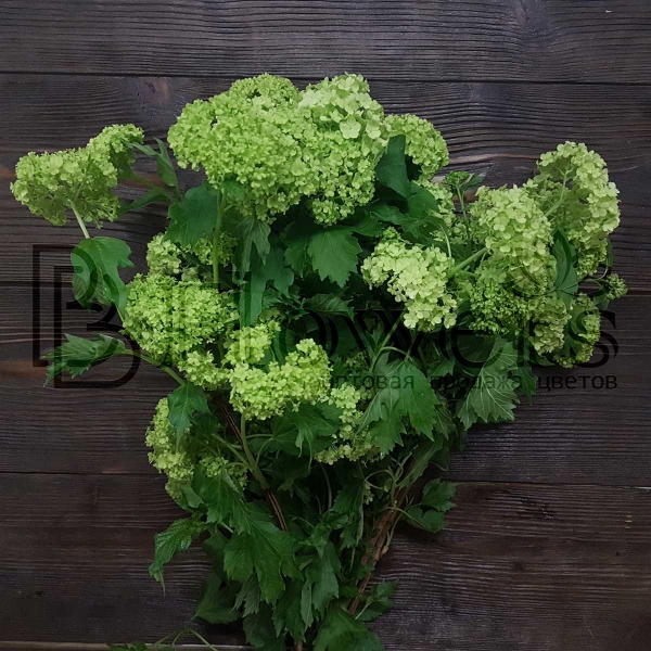 Вибурнум St Roseum 60 см