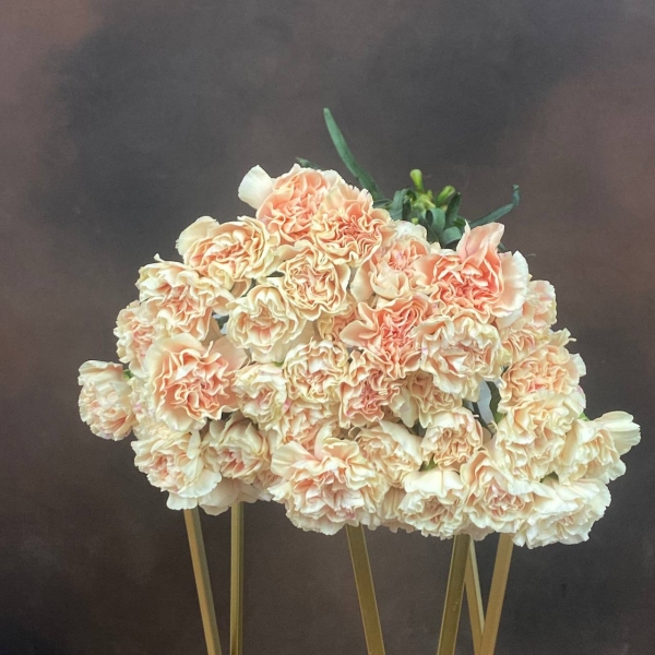 Гвоздика St Noviado одноголовая 65 см Гвоздика St Noviado одноголовая 65 см