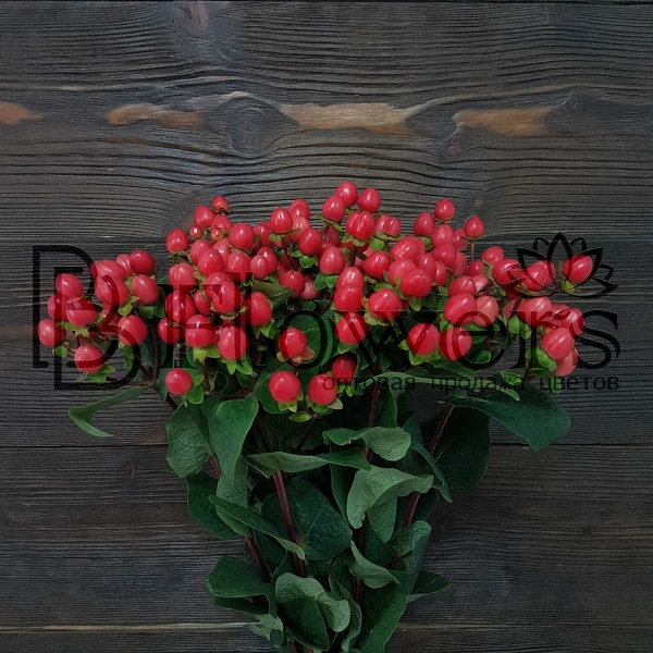 Гиперикум Coco Rio 60 см Гиперикум Coco Rio 60 см