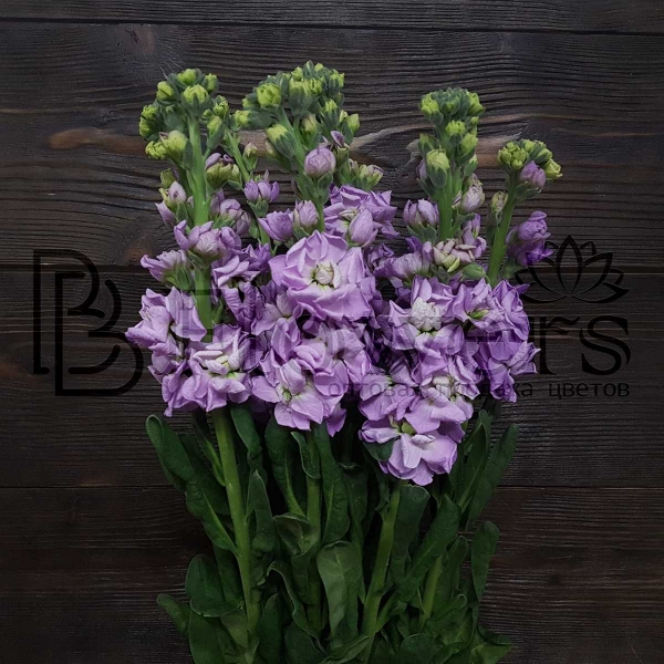 Маттиола Figaro Lavander 55 см Маттиола Figaro Lavander 55 см