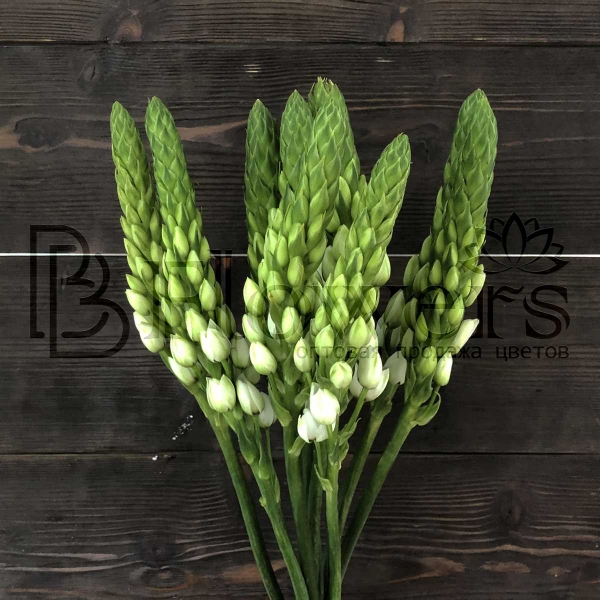 Орнитогалум Thy White Star 55 см