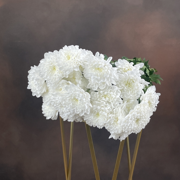 Хризантема T Altaj кустовая 70 см 