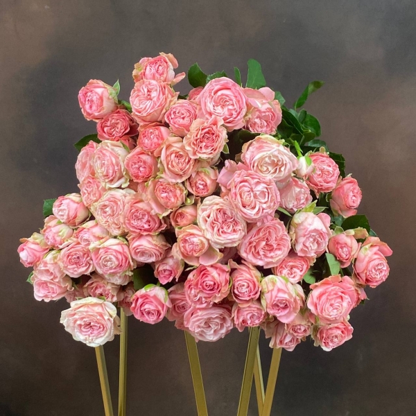 Роза Tr Madam Bombastic кустовая пионовидная 70 см Роза Tr Madam Bombastic кустовая пионовидная 70 см