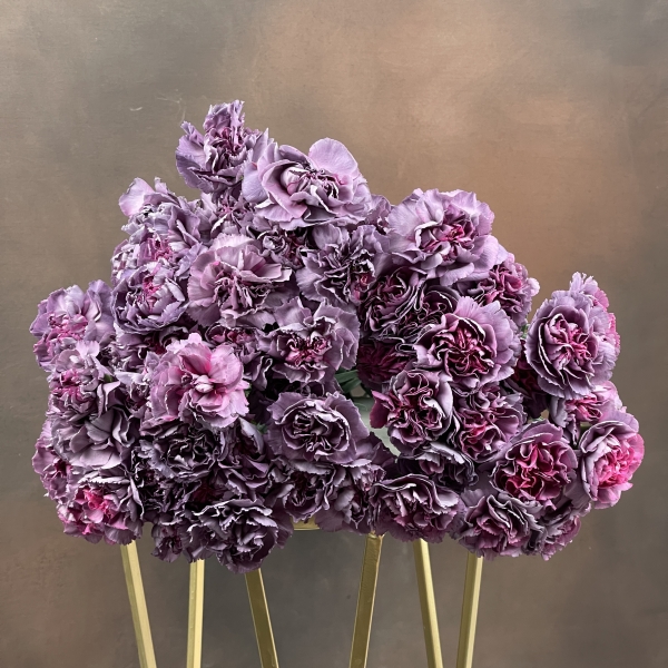 Гвоздика St Hypnosis одноголовая 65 см Гвоздика St Hypnosis одноголовая 65 см