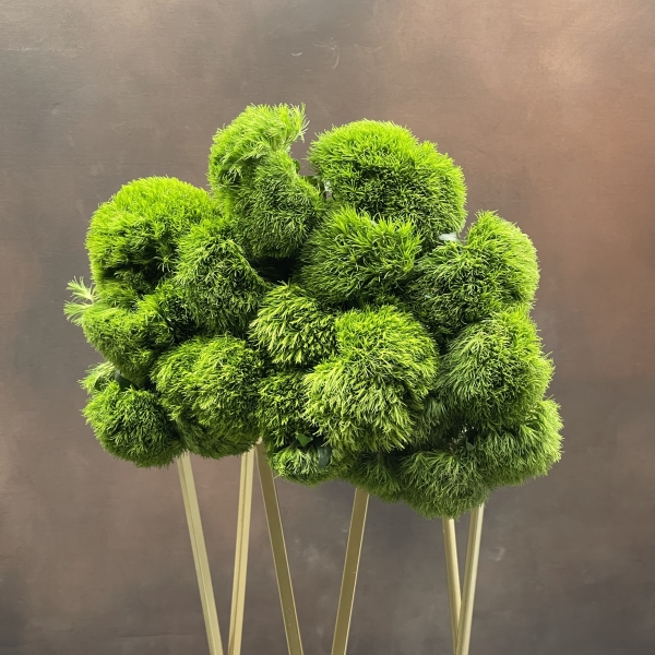 Гвоздика Barb Kiwi Mellow одноголовая 70 см Гвоздика Barb Kiwi Mellow одноголовая 70 см