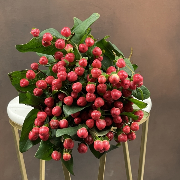 Гиперикум Coco Tango 70 см Гиперикум Coco Tango 70 см