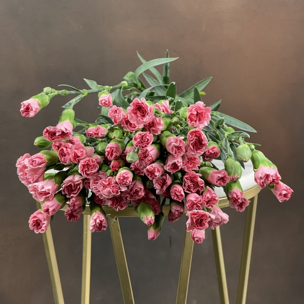 Гвоздика Tr Rosadita кустовая 60 см Гвоздика Tr Rosadita кустовая 60 см