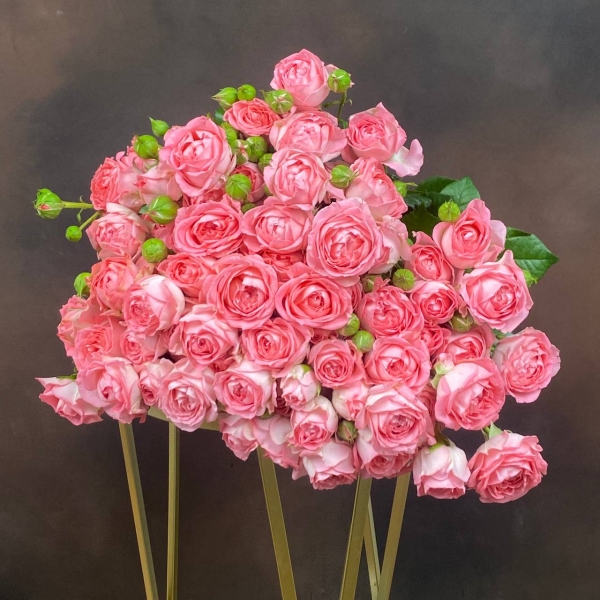 Роза Tr Femke кустовая 60 см Роза Tr Femke кустовая 60 см