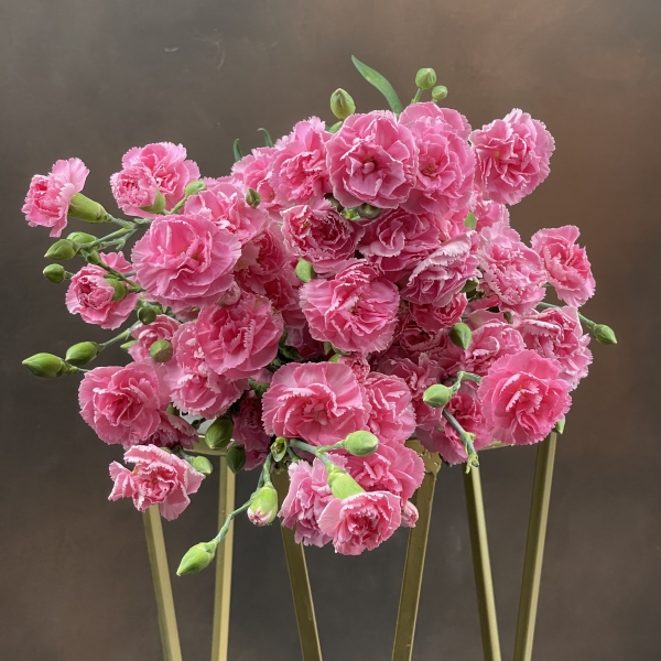 Гвоздика Tr Rascal Pink кустовая 60 см Гвоздика Tr Rascal Pink кустовая 60 см